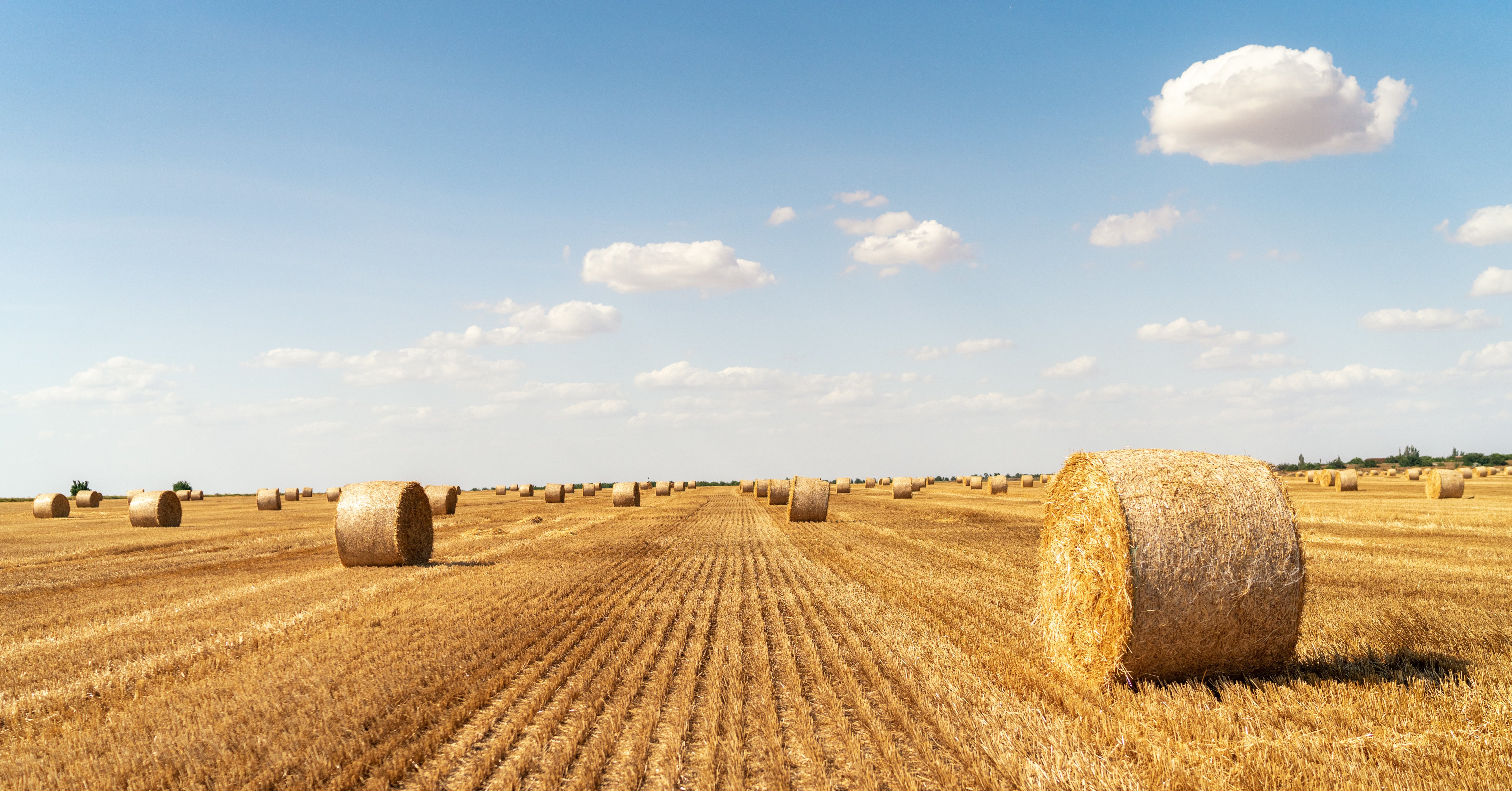 Hay Field